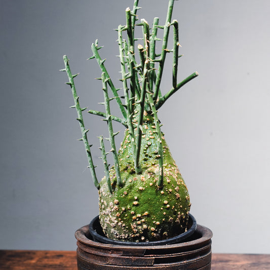 【1点物】アデニア・グロボーサ 鉢高50cm | Adenia globosa | AG01