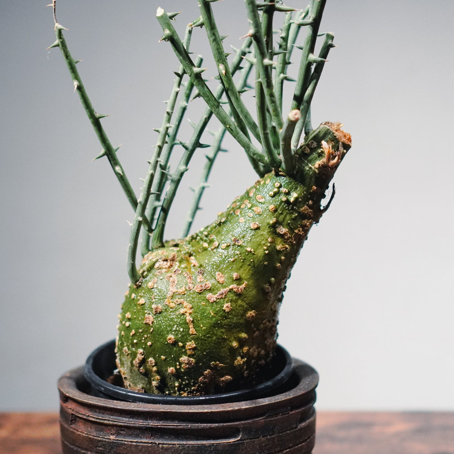 1点物】アデニア・グロボーサ 鉢高50cm | Adenia globosa | AG01 