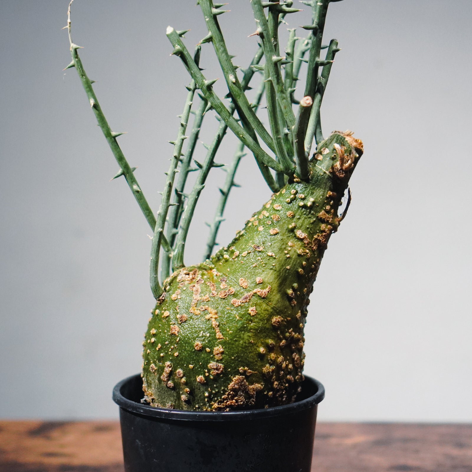 1点物】アデニア・グロボーサ 鉢高50cm | Adenia globosa | AG01 