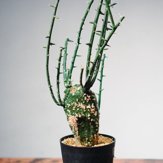【1点物】アデニア・グロボーサ 鉢高72cm | Adenia globosa | AG02