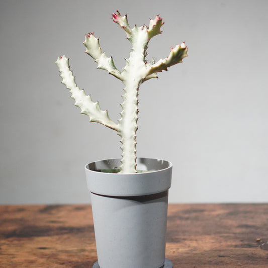 ユーフォルビア ホワイトゴースト