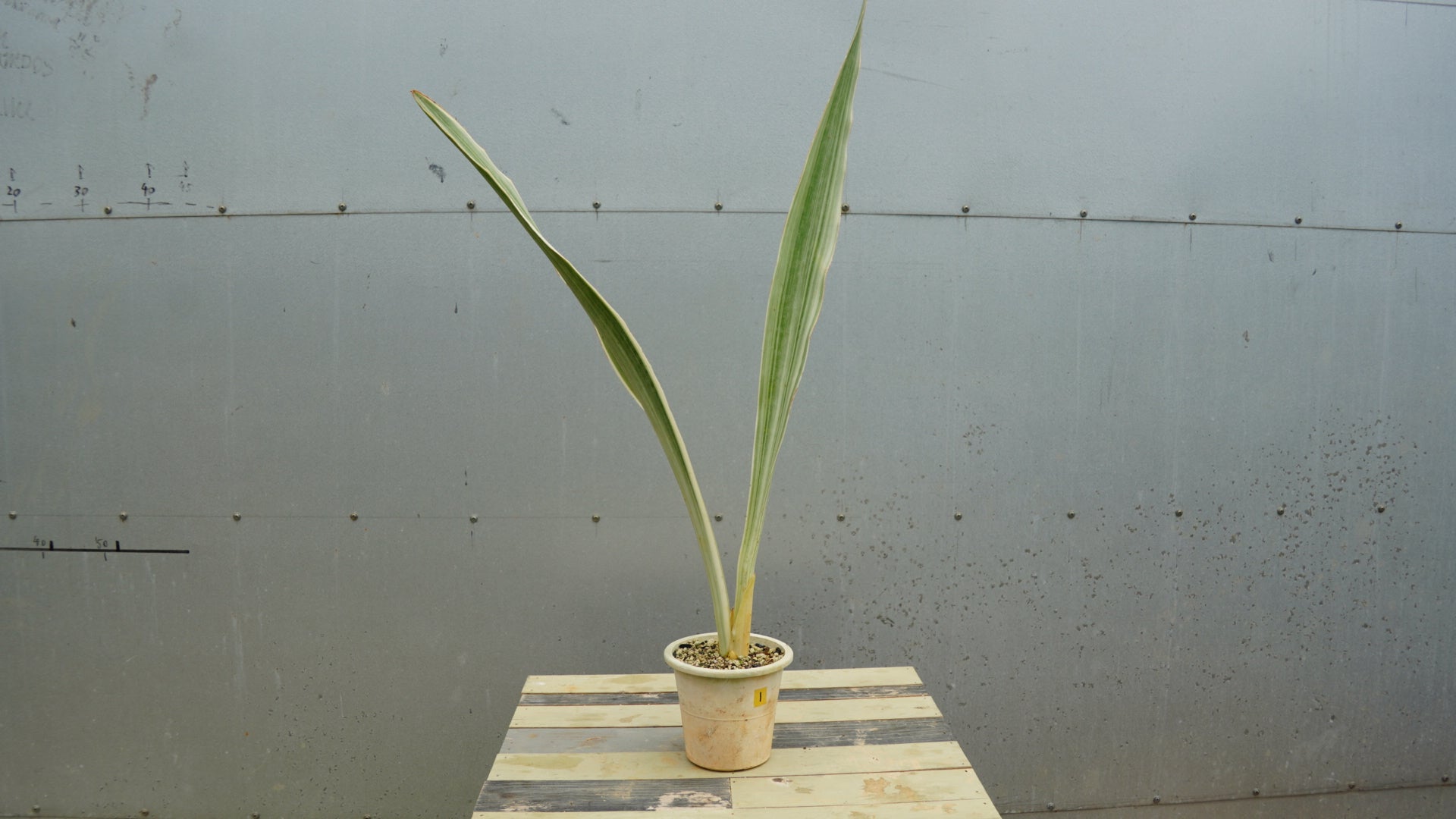 サンスベリア ホワイト – LAND KNOT PLANTS