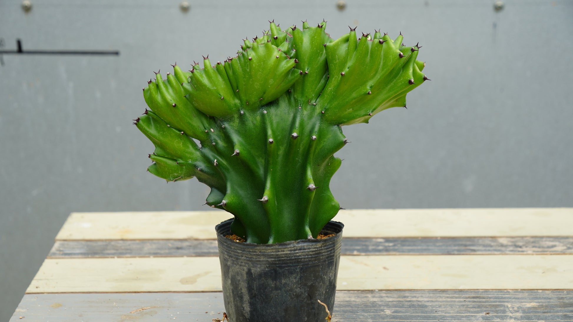 ユーフォルビア ラクテア セッカ – LAND KNOT PLANTS