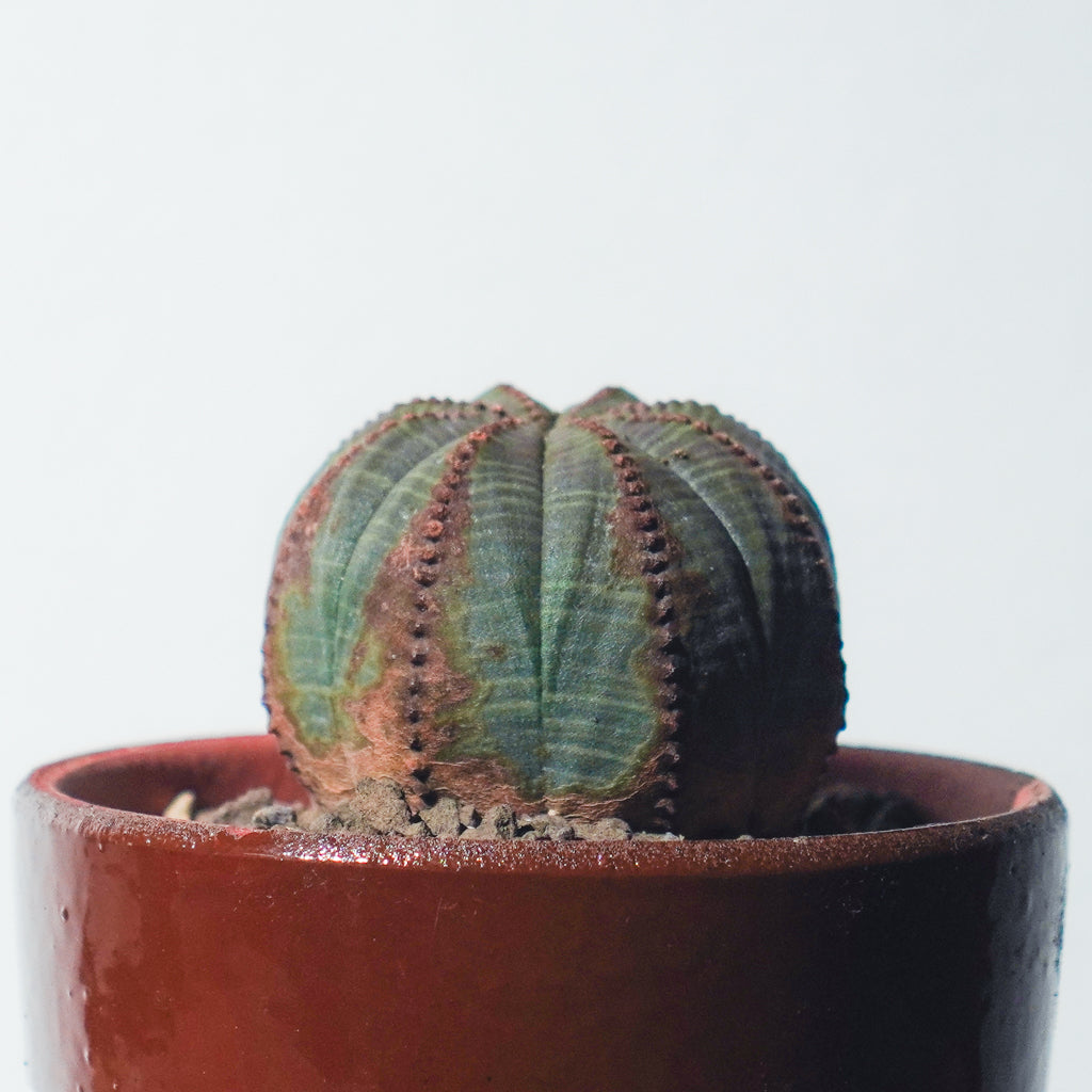 <2024年7月入荷>ユーフォルビア オベサ  | Euphorbia obesa | OB01