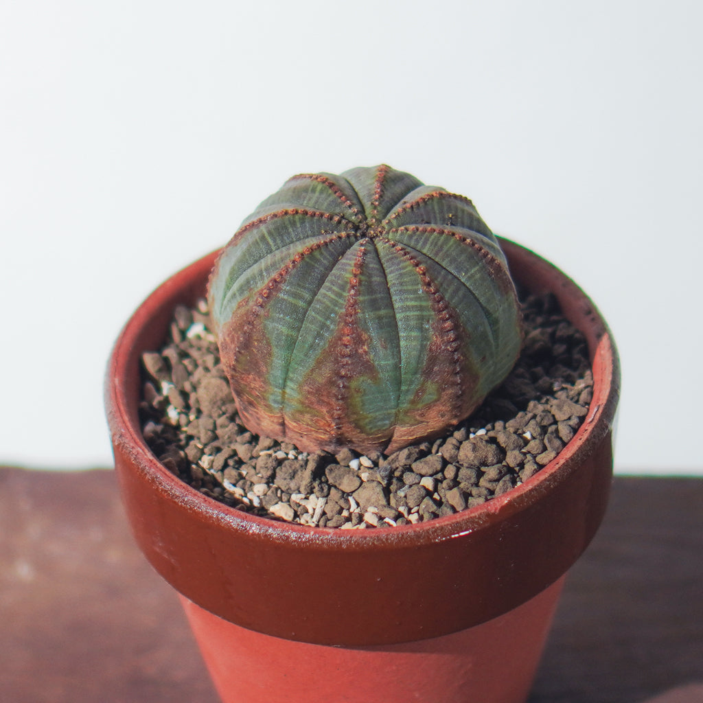 <2024年7月入荷>ユーフォルビア オベサ  | Euphorbia obesa | OB01