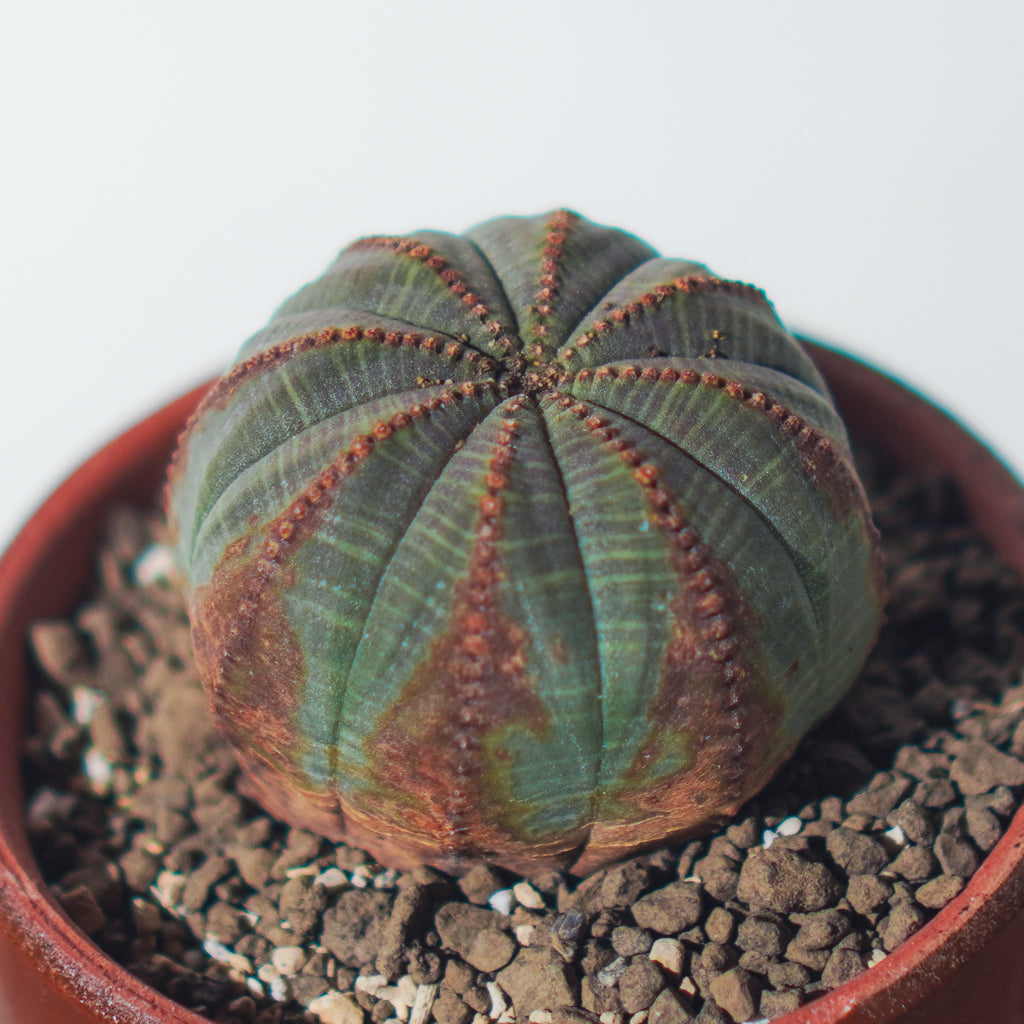 <2024年7月入荷>ユーフォルビア オベサ  | Euphorbia obesa | OB01