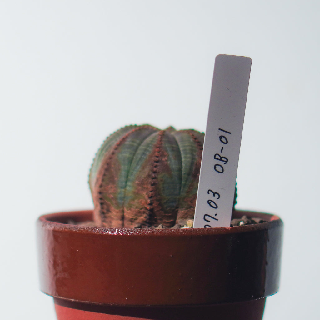 <2024年7月入荷>ユーフォルビア オベサ  | Euphorbia obesa | OB01