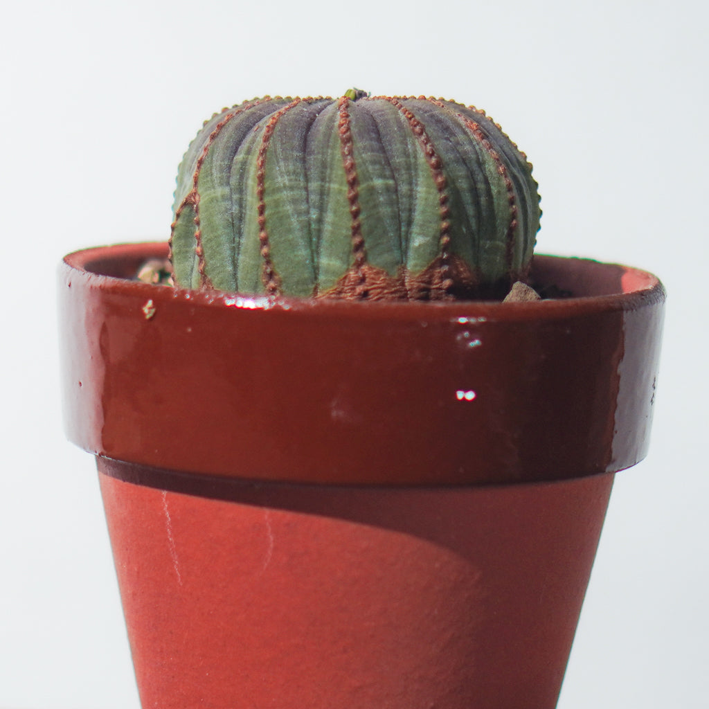 <2024年7月入荷>ユーフォルビア オベサ  | Euphorbia obesa | OB04