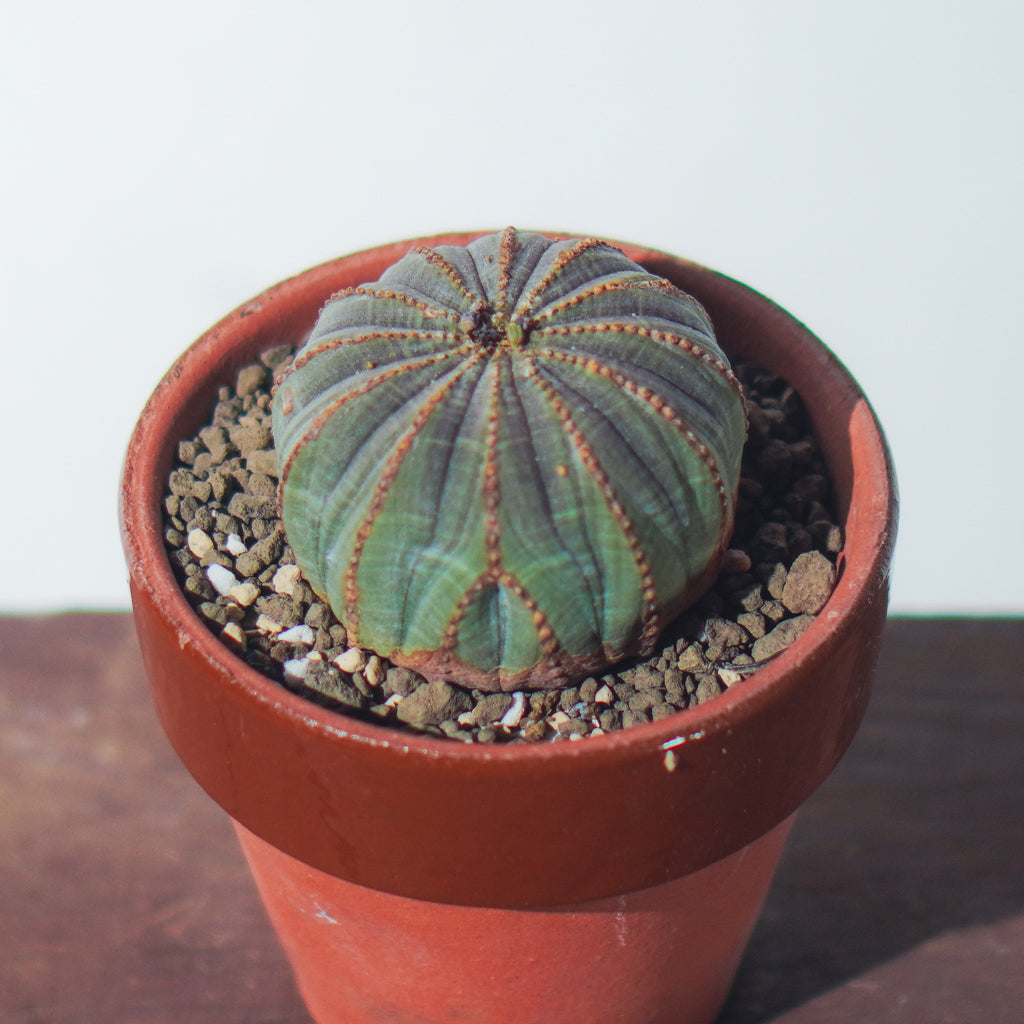 <2024年7月入荷>ユーフォルビア オベサ  | Euphorbia obesa | OB04