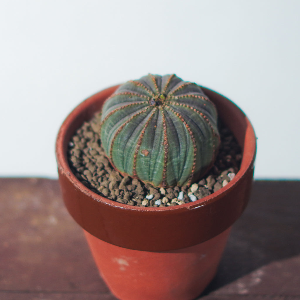 <2024年7月入荷>ユーフォルビア オベサ  | Euphorbia obesa | OB04