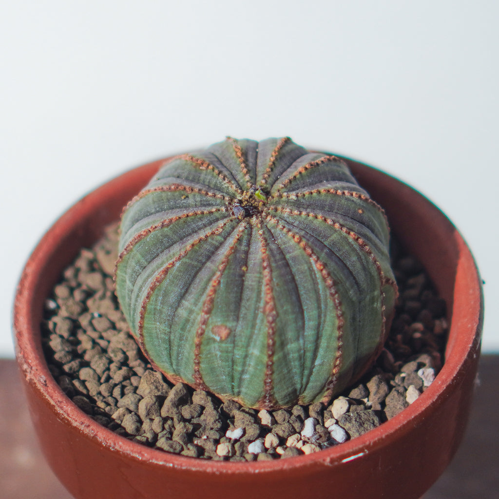 <2024年7月入荷>ユーフォルビア オベサ  | Euphorbia obesa | OB04