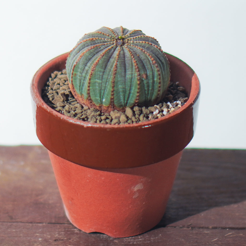 <2024年7月入荷>ユーフォルビア オベサ  | Euphorbia obesa | OB04