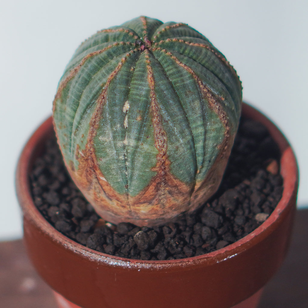 2024年7月入荷>ユーフォルビア オベサ | Euphorbia obesa | OB05 – LAND KNOT PLANTS