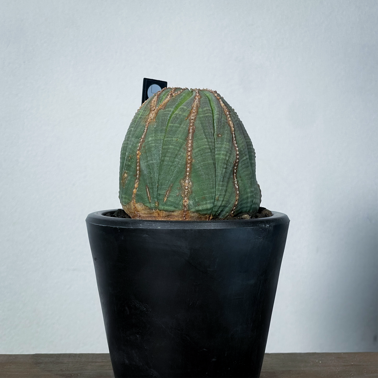 <2024年7月入荷>ユーフォルビア オベサ | Euphorbia obesa | OB08