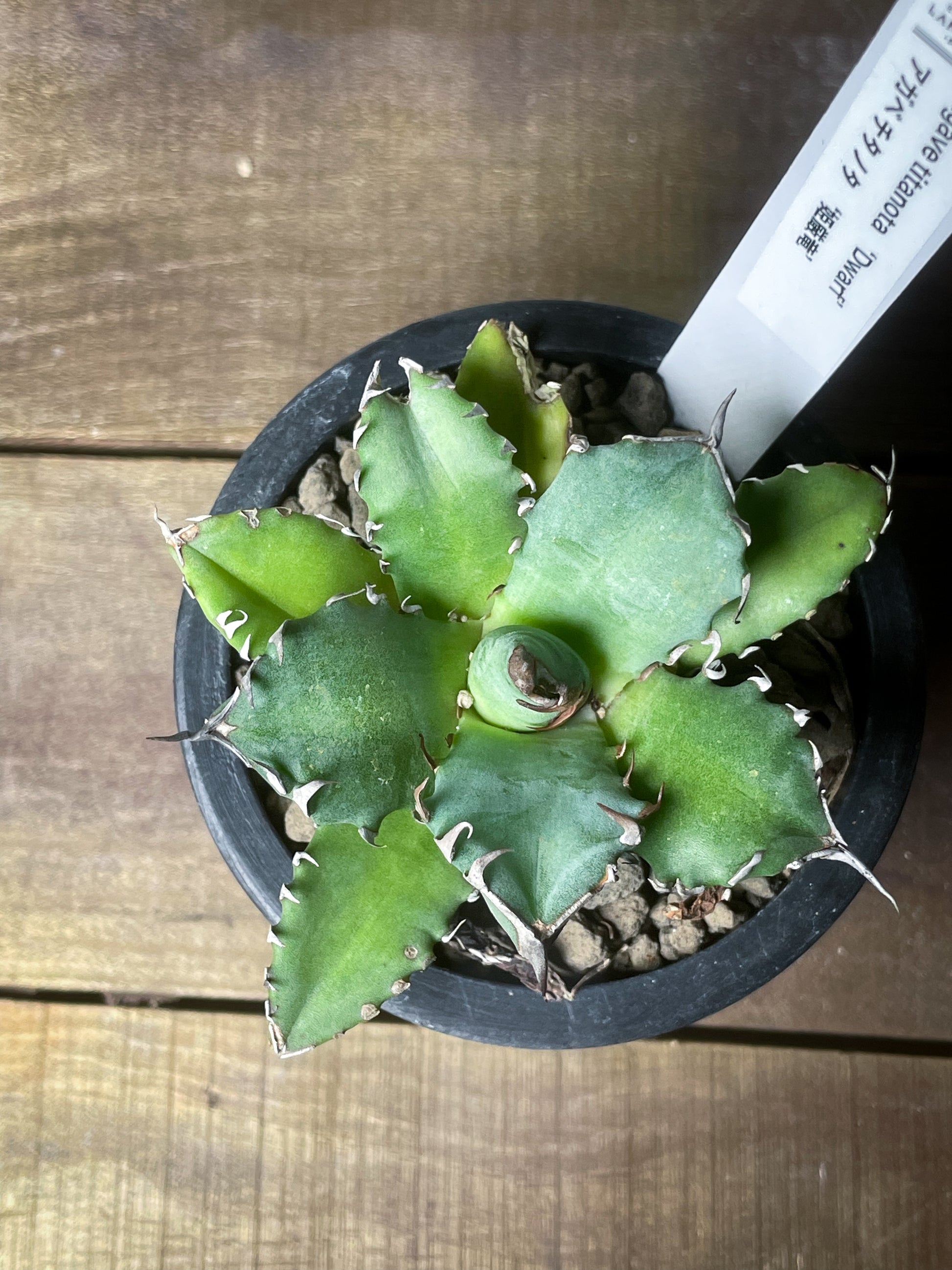 アガベ チタノタ 姫厳竜 / Agave titanota 'Dwarf' – LAND KNOT PLANTS