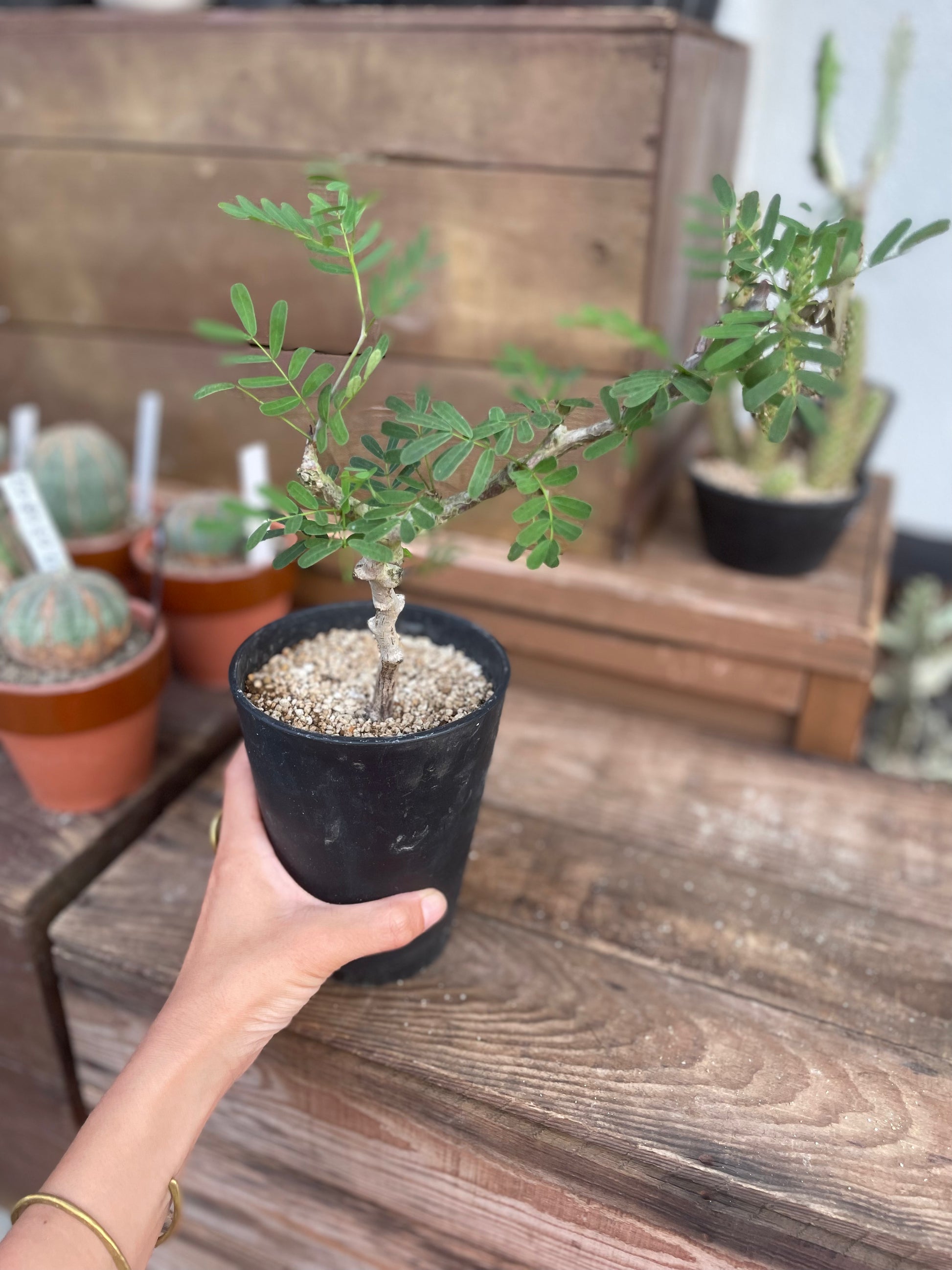 1点物】センナ・メリディオナリス | SN-03 – LAND KNOT PLANTS 1点物】センナ・メリディオナリス | SN-03 – LAND KNOT PLANTS
