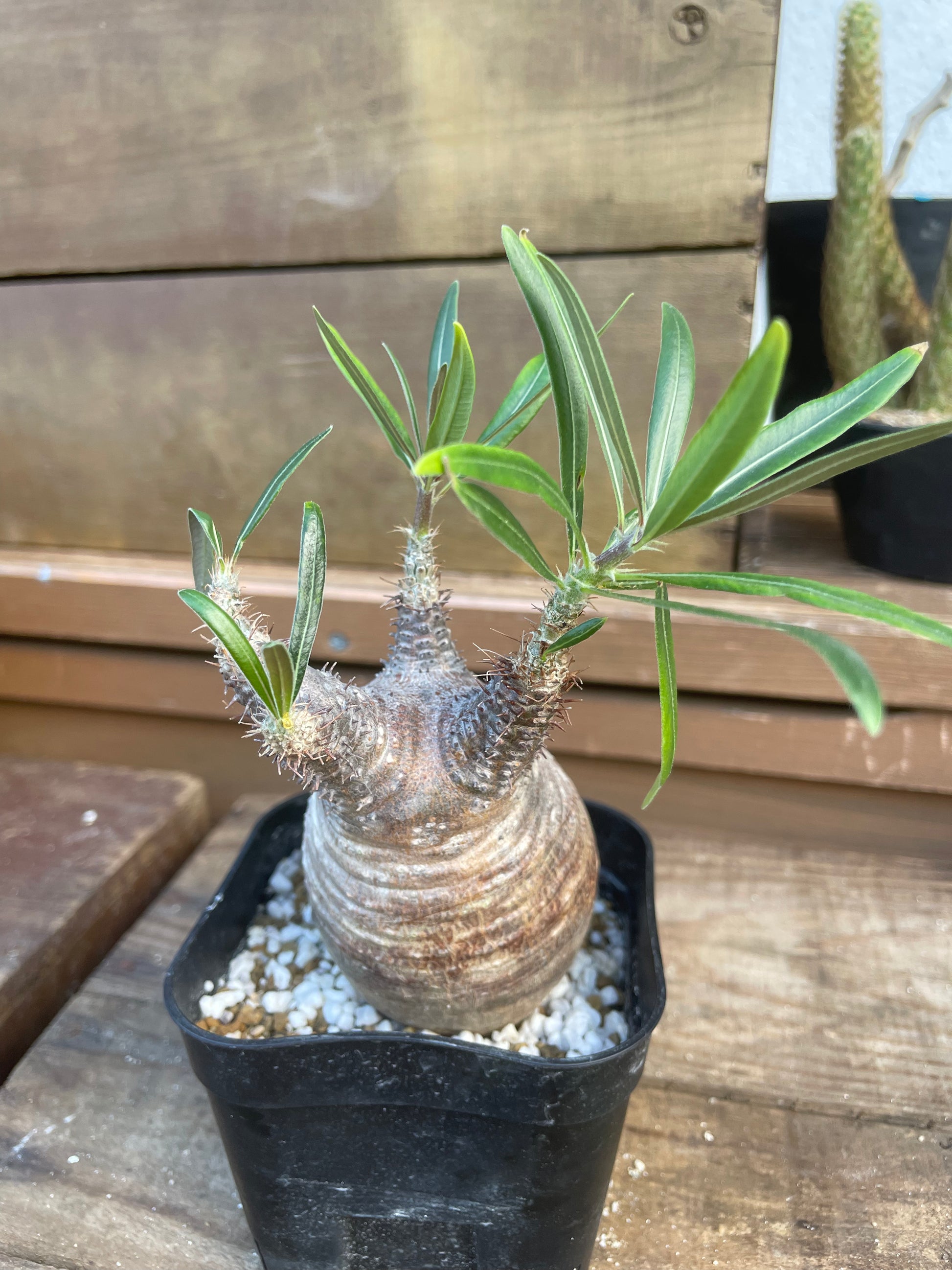1点物】パキポディウム グラキリス | P-12 – LAND KNOT PLANTS 1点物】パキポディウム グラキリス | P-12 – LAND KNOT PLANTS