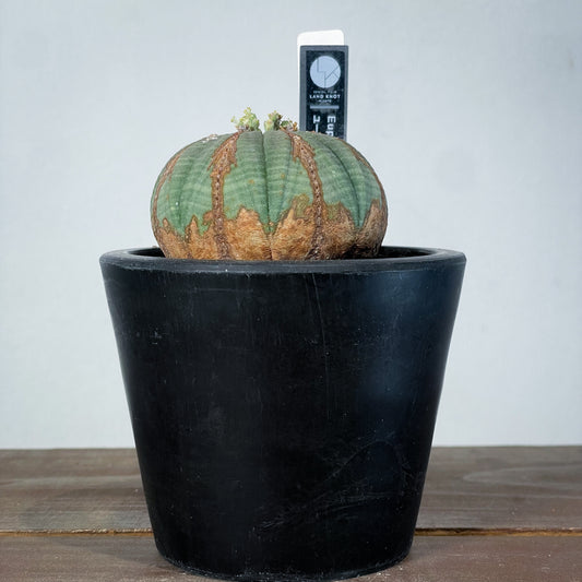 <2024年7月入荷>ユーフォルビア オベサ | Euphorbia obesa | OB02