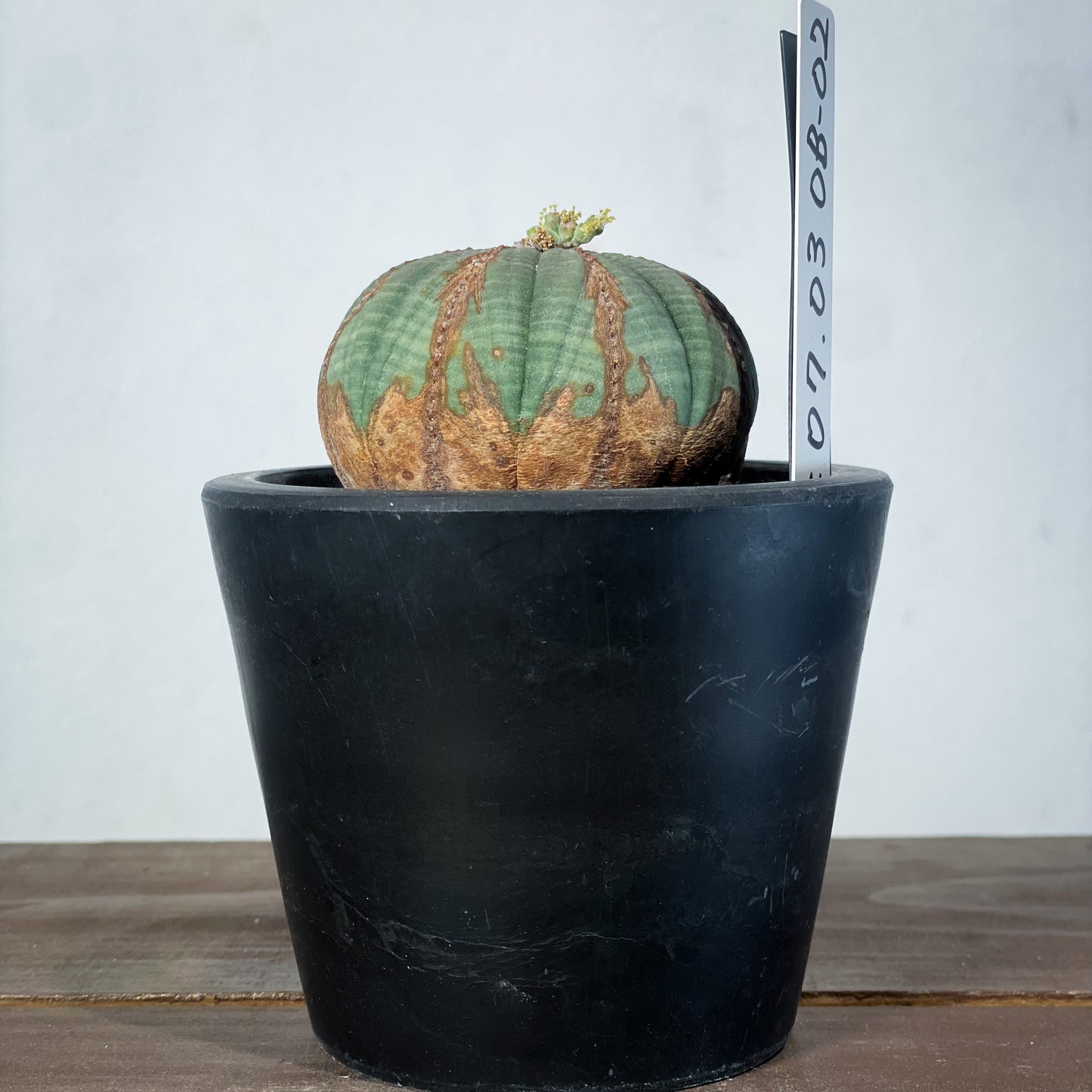 <2024年7月入荷>ユーフォルビア オベサ  | Euphorbia obesa | OB02