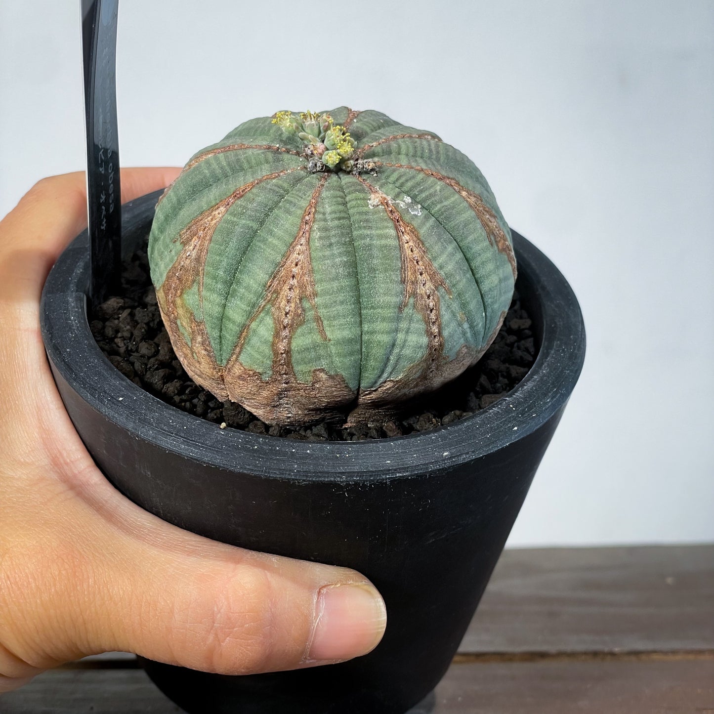 <2024年7月入荷>ユーフォルビア オベサ  | Euphorbia obesa | OB02