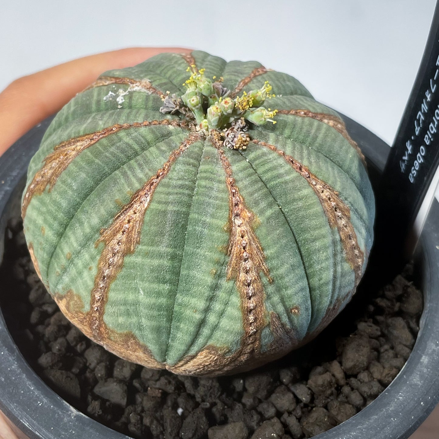 <2024年7月入荷>ユーフォルビア オベサ  | Euphorbia obesa | OB02