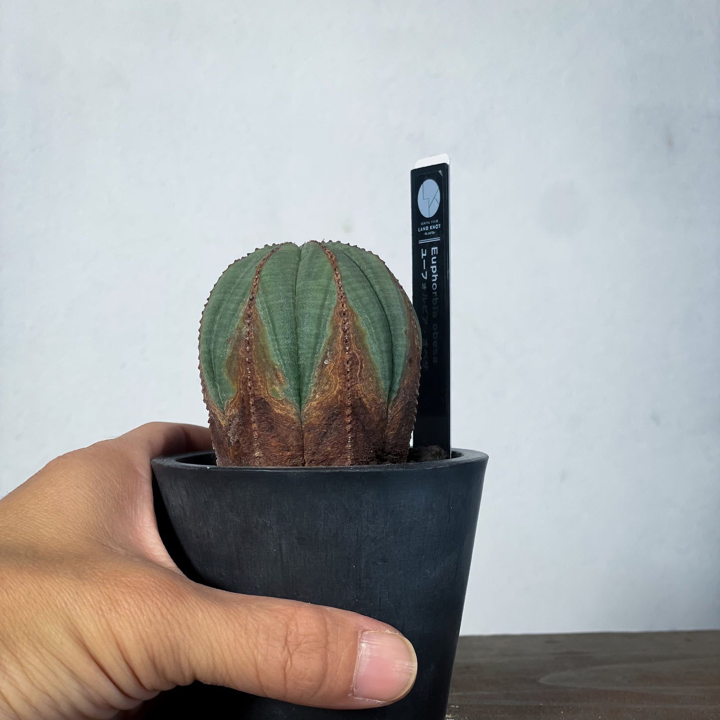 <2024年7月入荷>ユーフォルビア オベサ | Euphorbia obesa | OB07