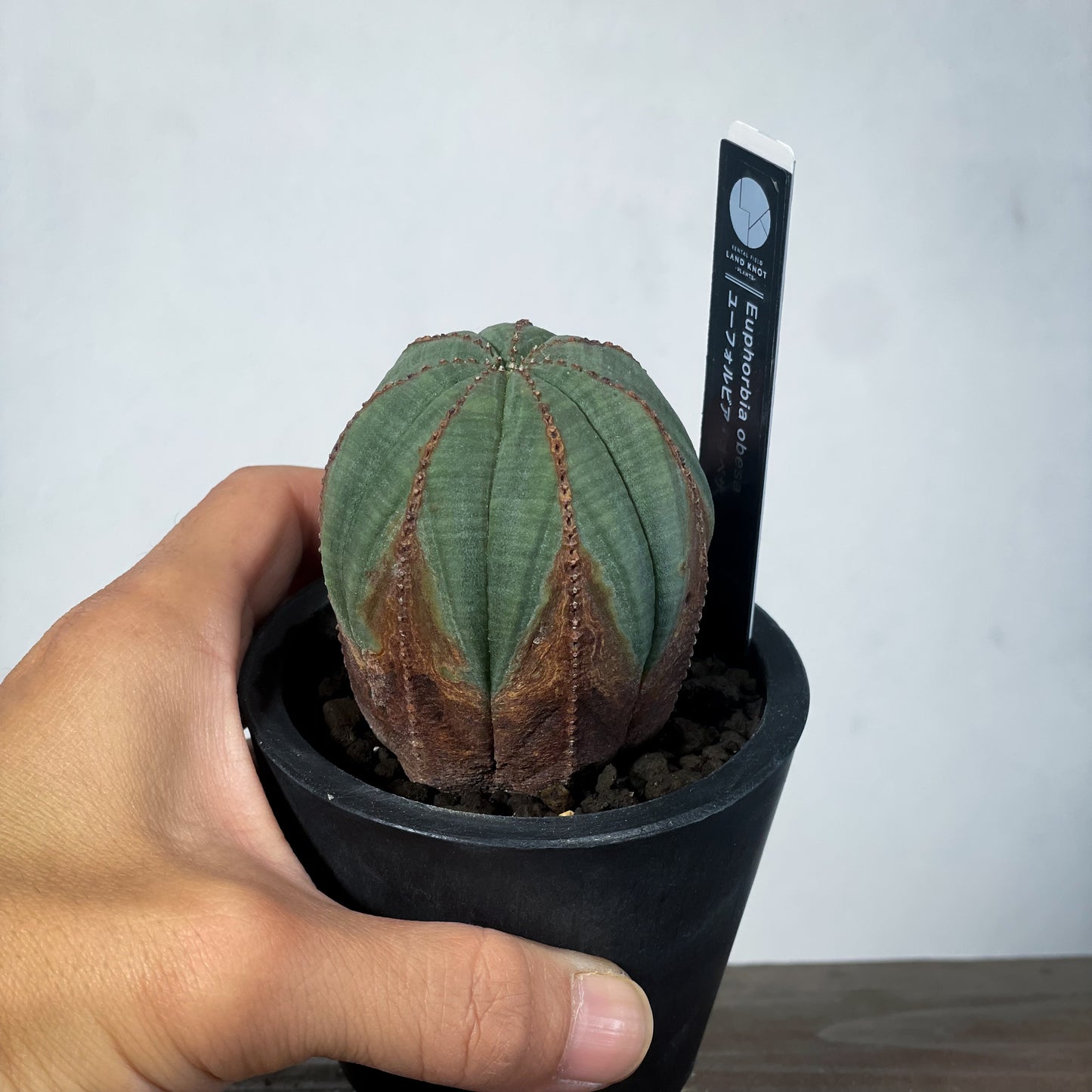 <2024年7月入荷>ユーフォルビア オベサ | Euphorbia obesa | OB07