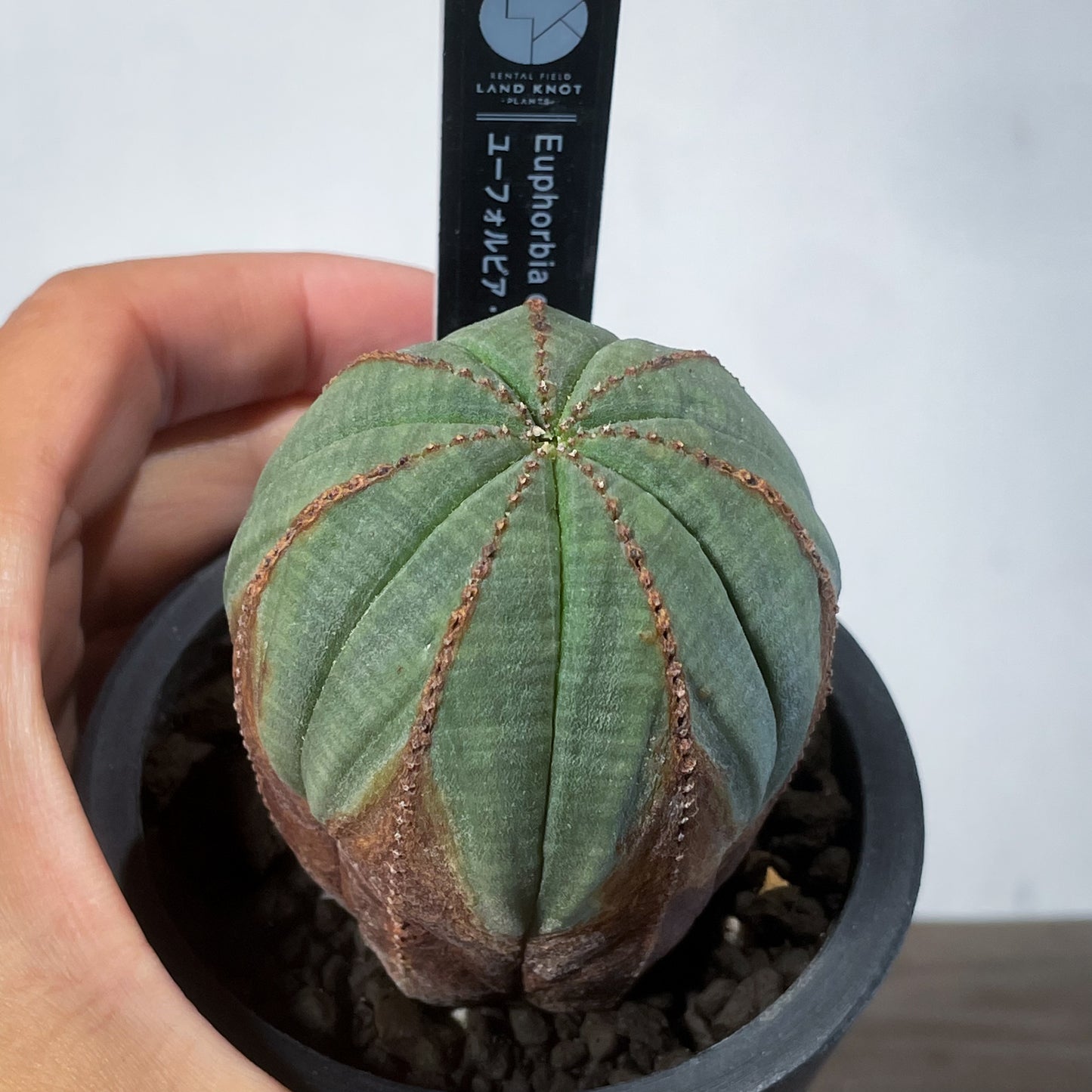 <2024年7月入荷>ユーフォルビア オベサ | Euphorbia obesa | OB07