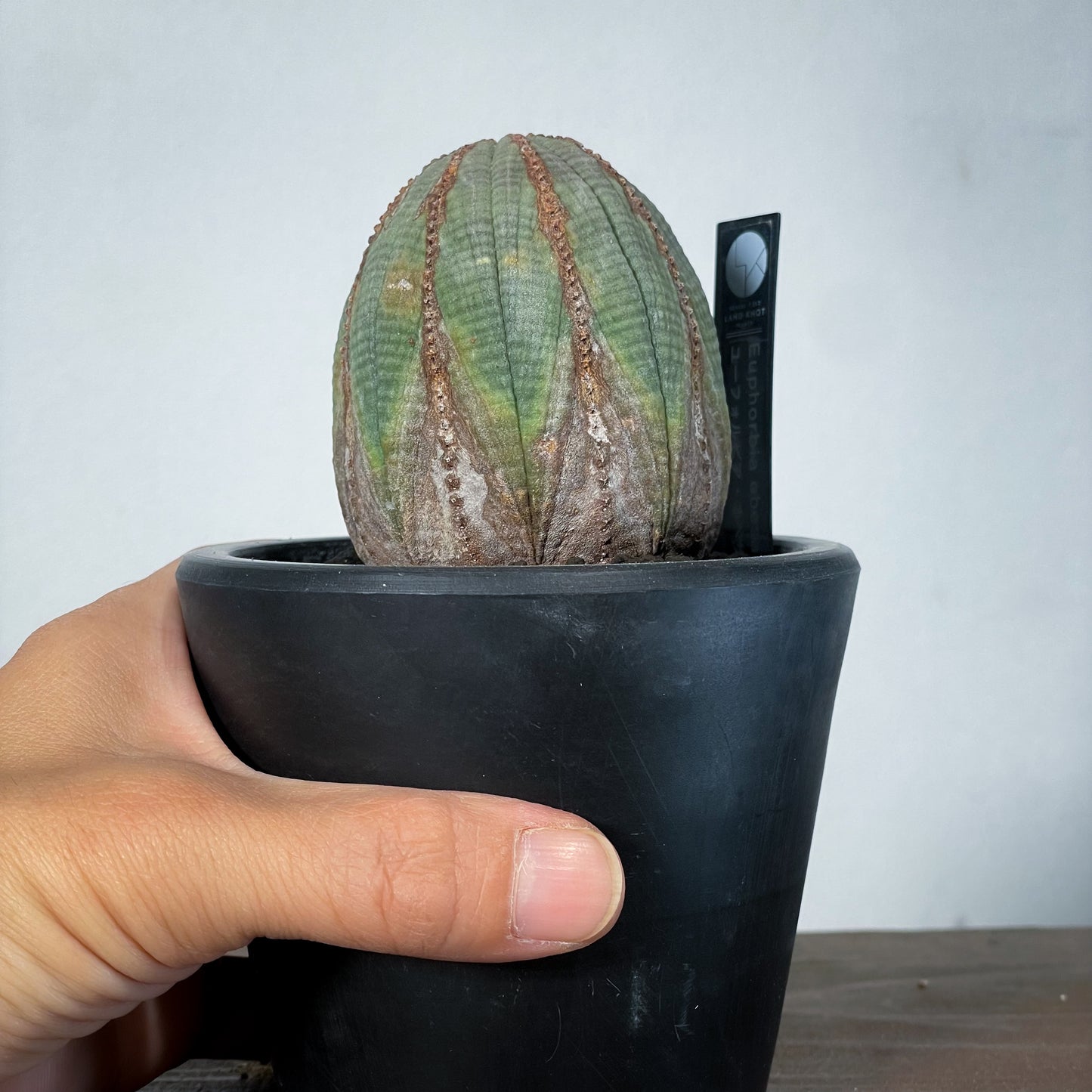 <2024年7月入荷>ユーフォルビア オベサ | Euphorbia obesa | OB06