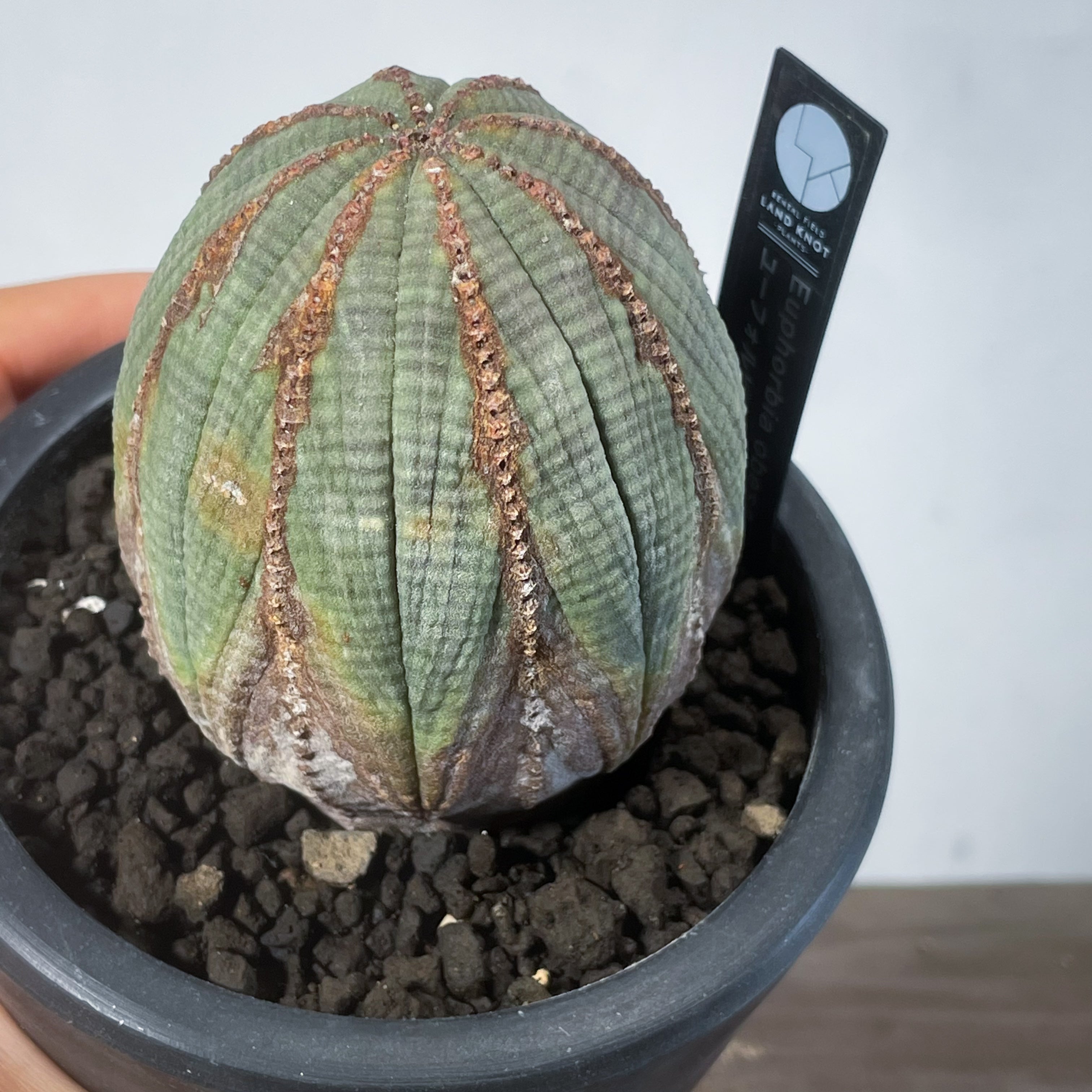 2024年7月入荷>ユーフォルビア オベサ | Euphorbia obesa | OB06 – LAND KNOT PLANTS