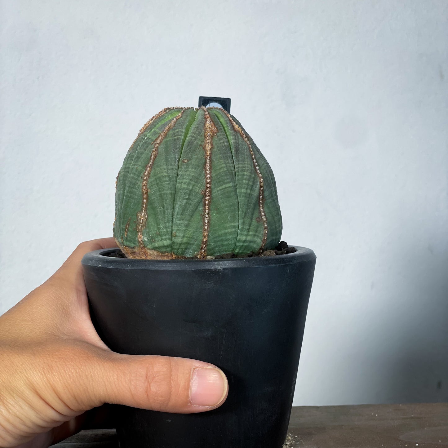 <2024年7月入荷>ユーフォルビア オベサ | Euphorbia obesa | OB08