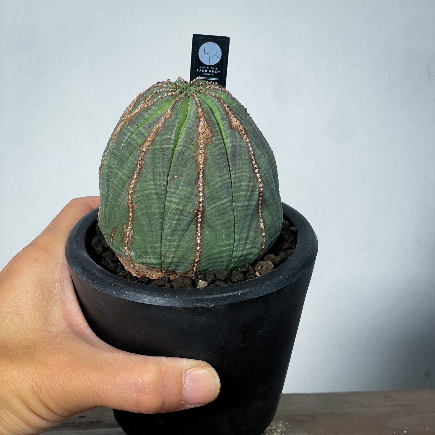 <2024年7月入荷>ユーフォルビア オベサ | Euphorbia obesa | OB08