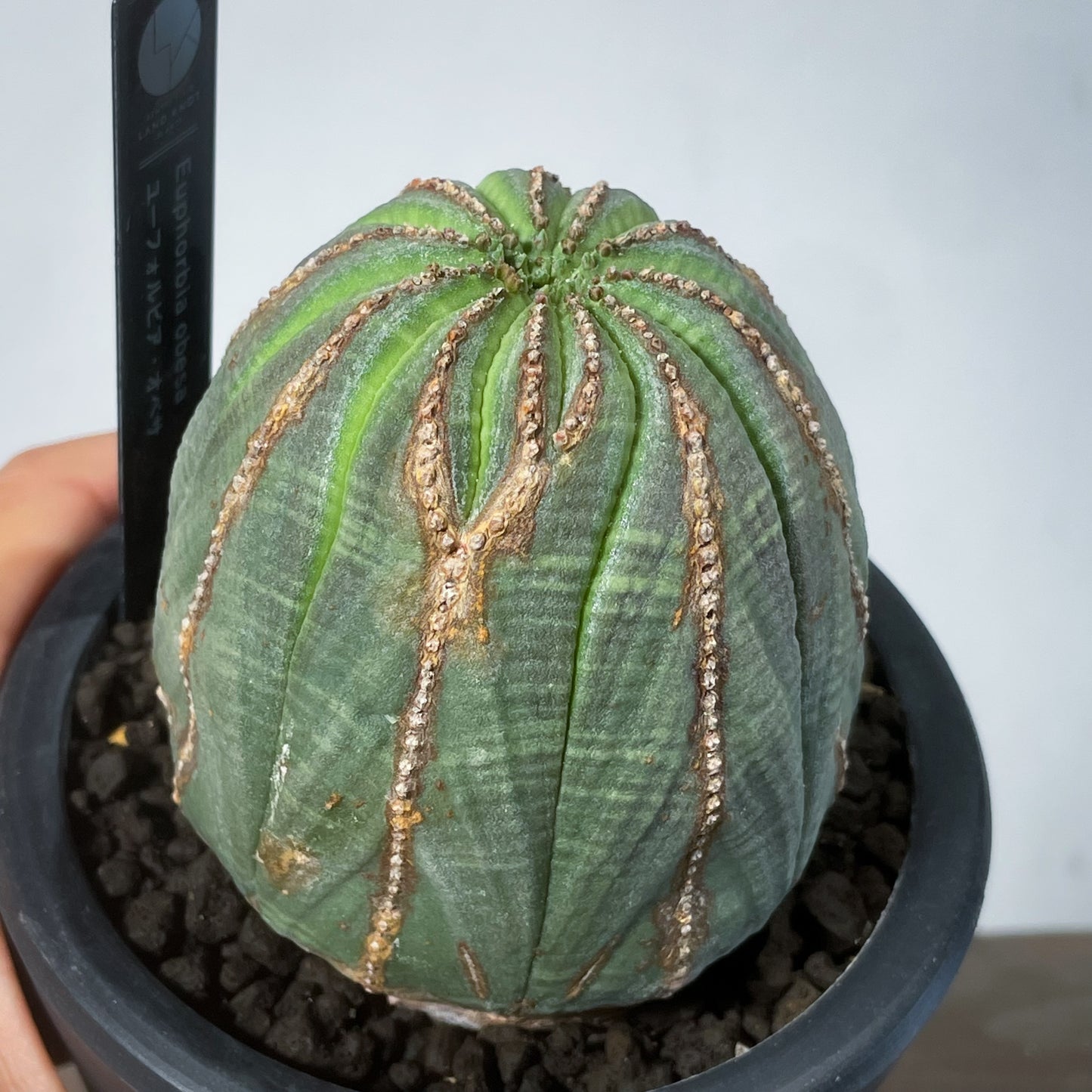 <2024年7月入荷>ユーフォルビア オベサ | Euphorbia obesa | OB08