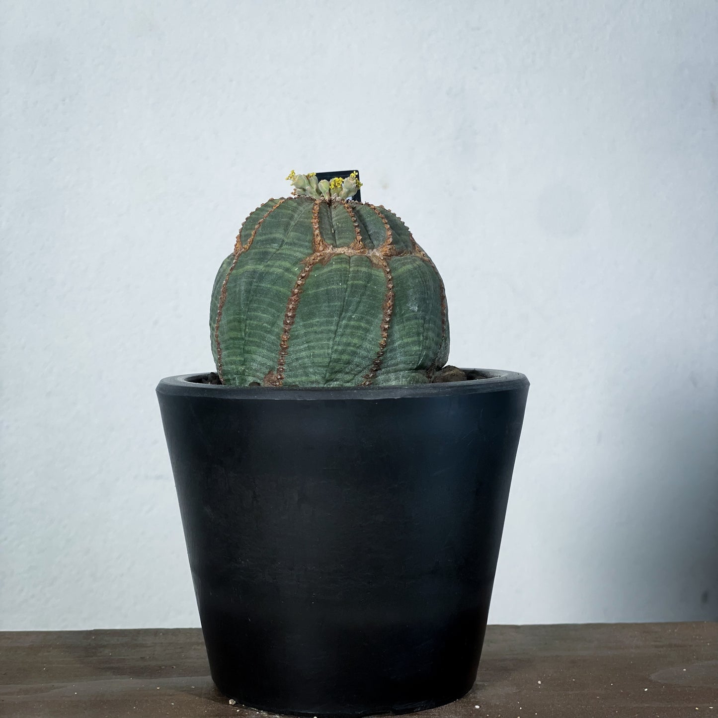 <2024年7月入荷>ユーフォルビア オベサ  | Euphorbia obesa | OB03