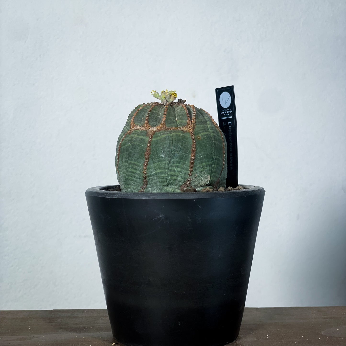 <2024年7月入荷>ユーフォルビア オベサ  | Euphorbia obesa | OB03