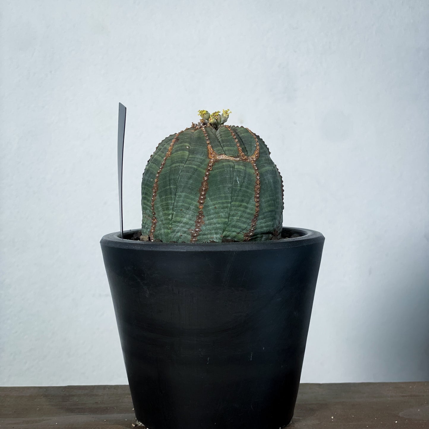 <2024年7月入荷>ユーフォルビア オベサ  | Euphorbia obesa | OB03