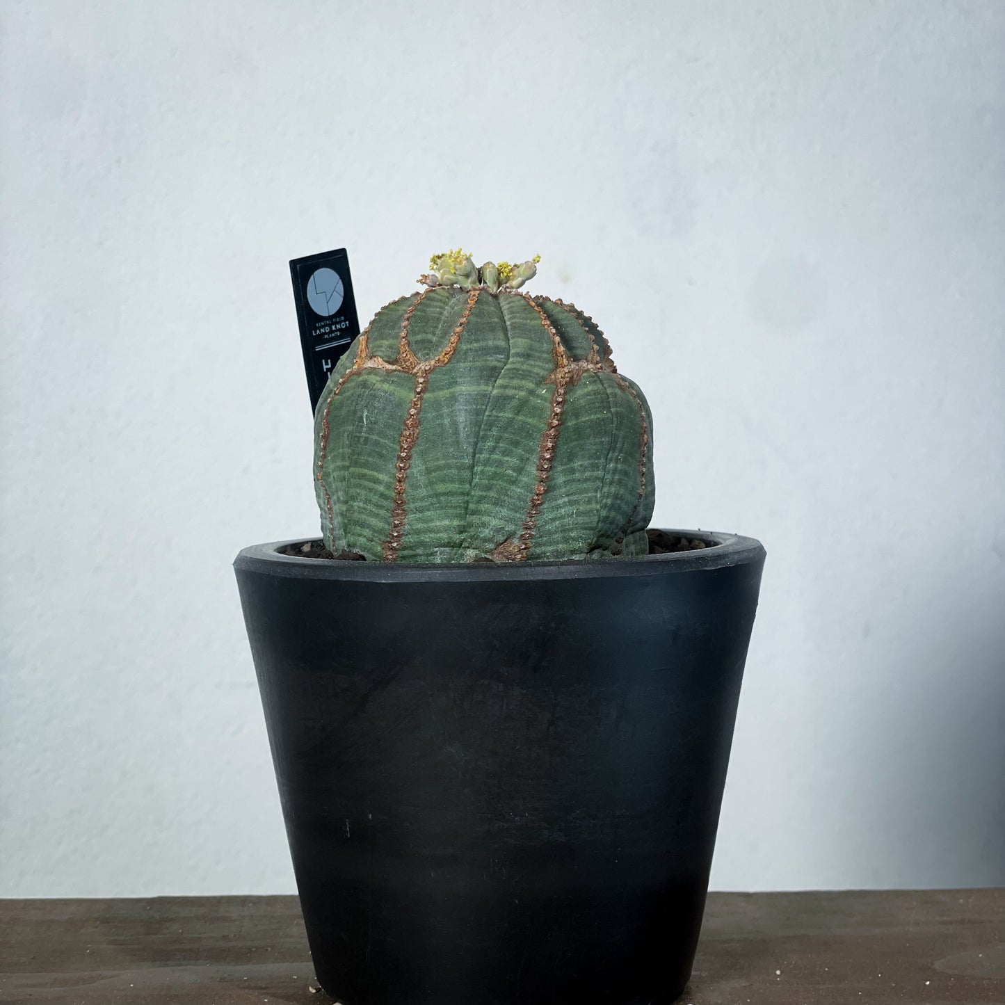 <2024年7月入荷>ユーフォルビア オベサ  | Euphorbia obesa | OB03