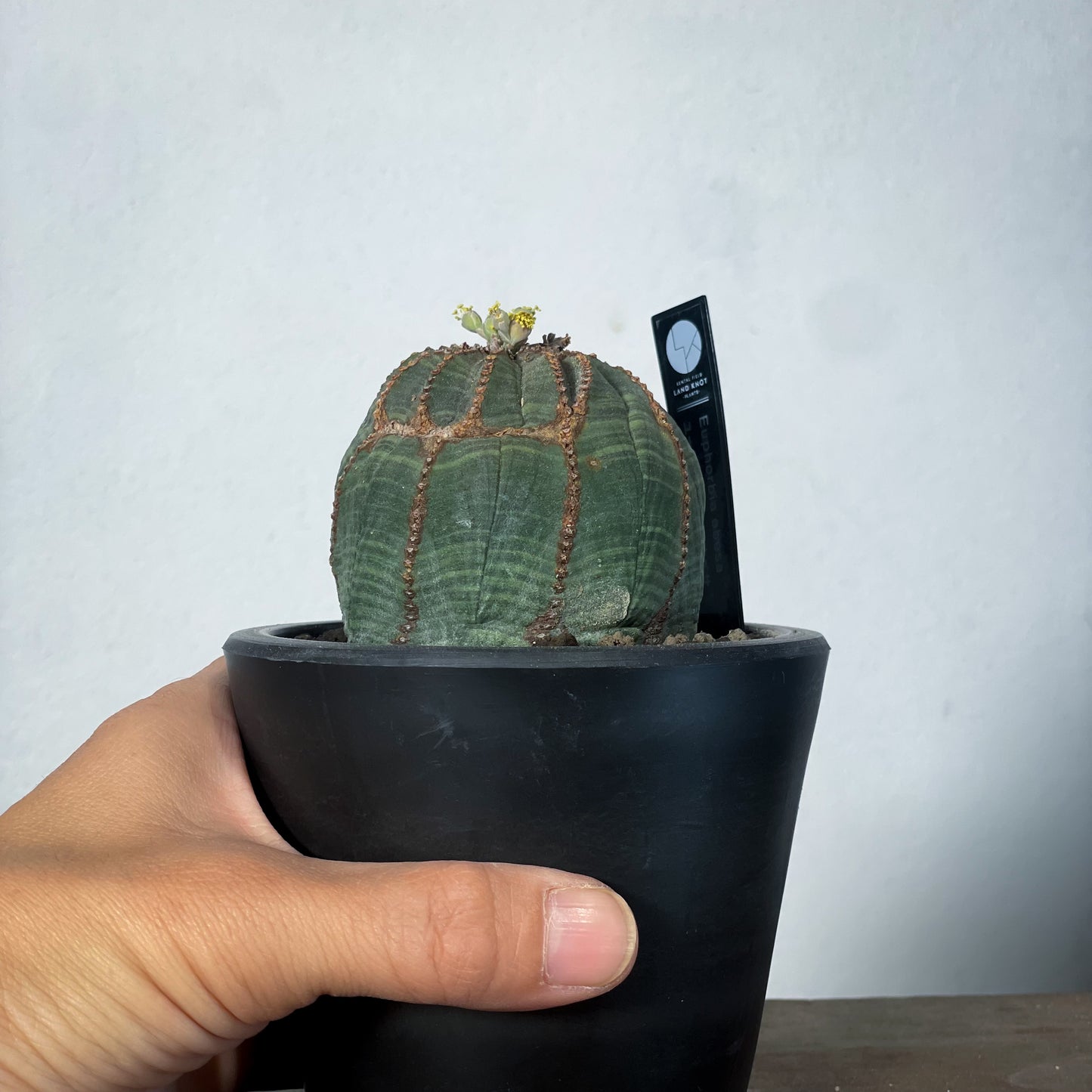 <2024年7月入荷>ユーフォルビア オベサ  | Euphorbia obesa | OB03