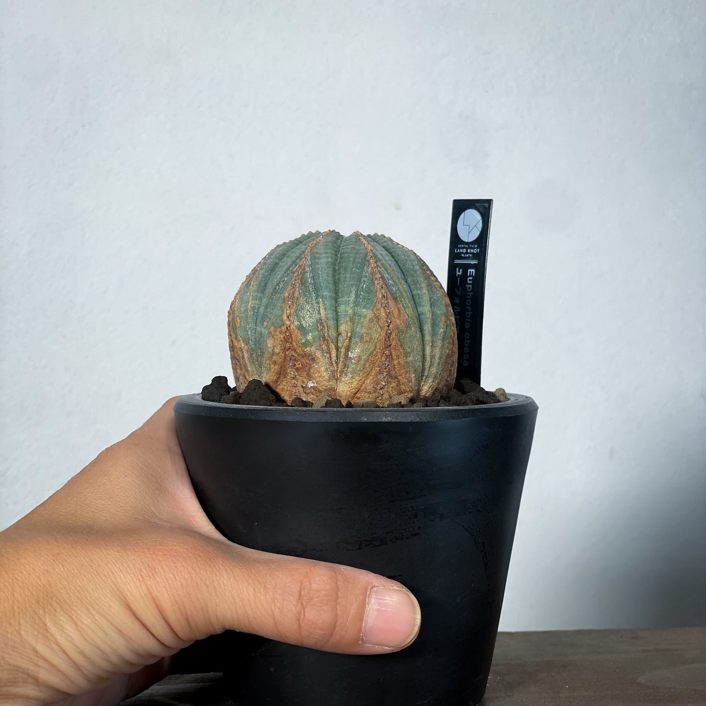 <2024年7月入荷>ユーフォルビア オベサ  | Euphorbia obesa | OB05