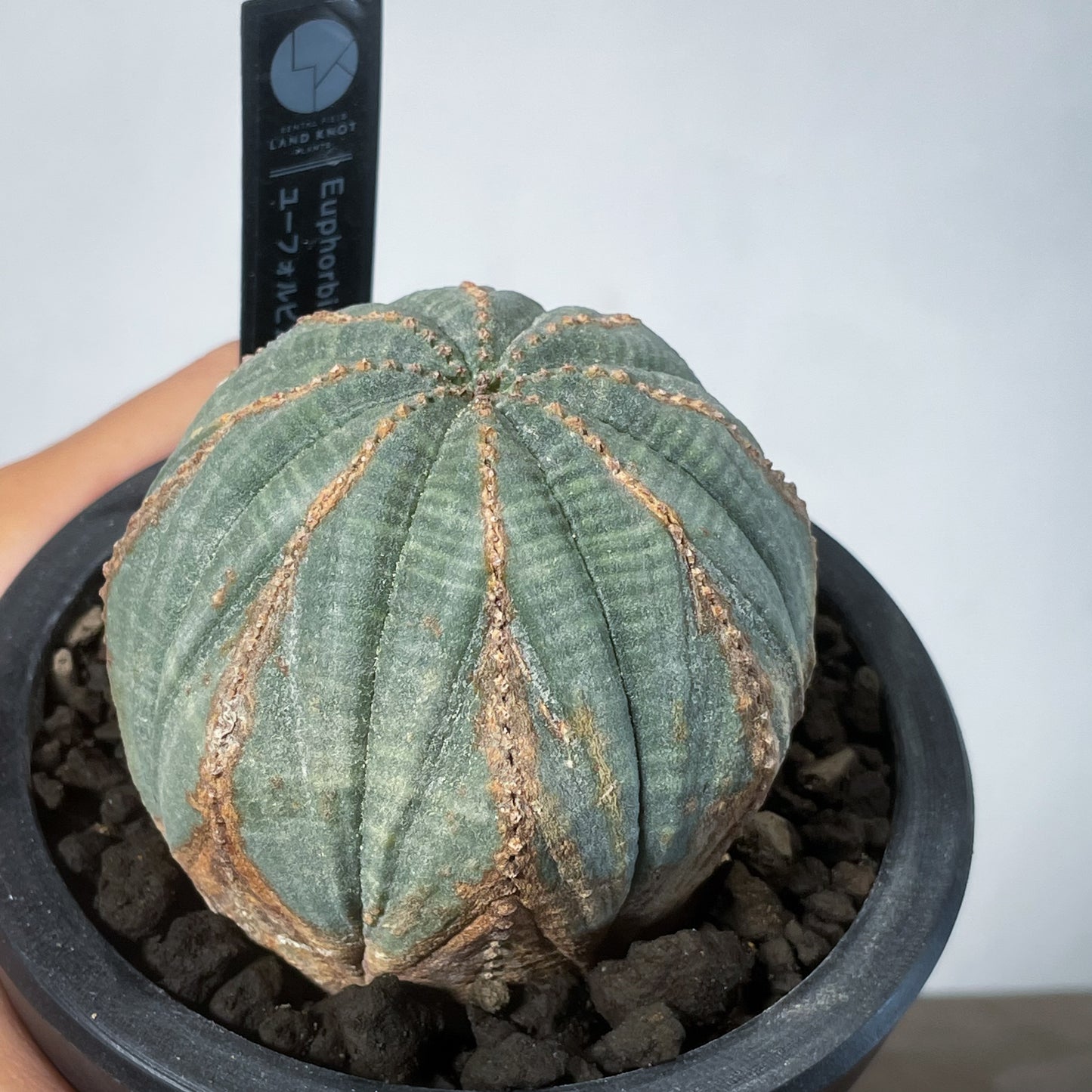 <2024年7月入荷>ユーフォルビア オベサ  | Euphorbia obesa | OB05