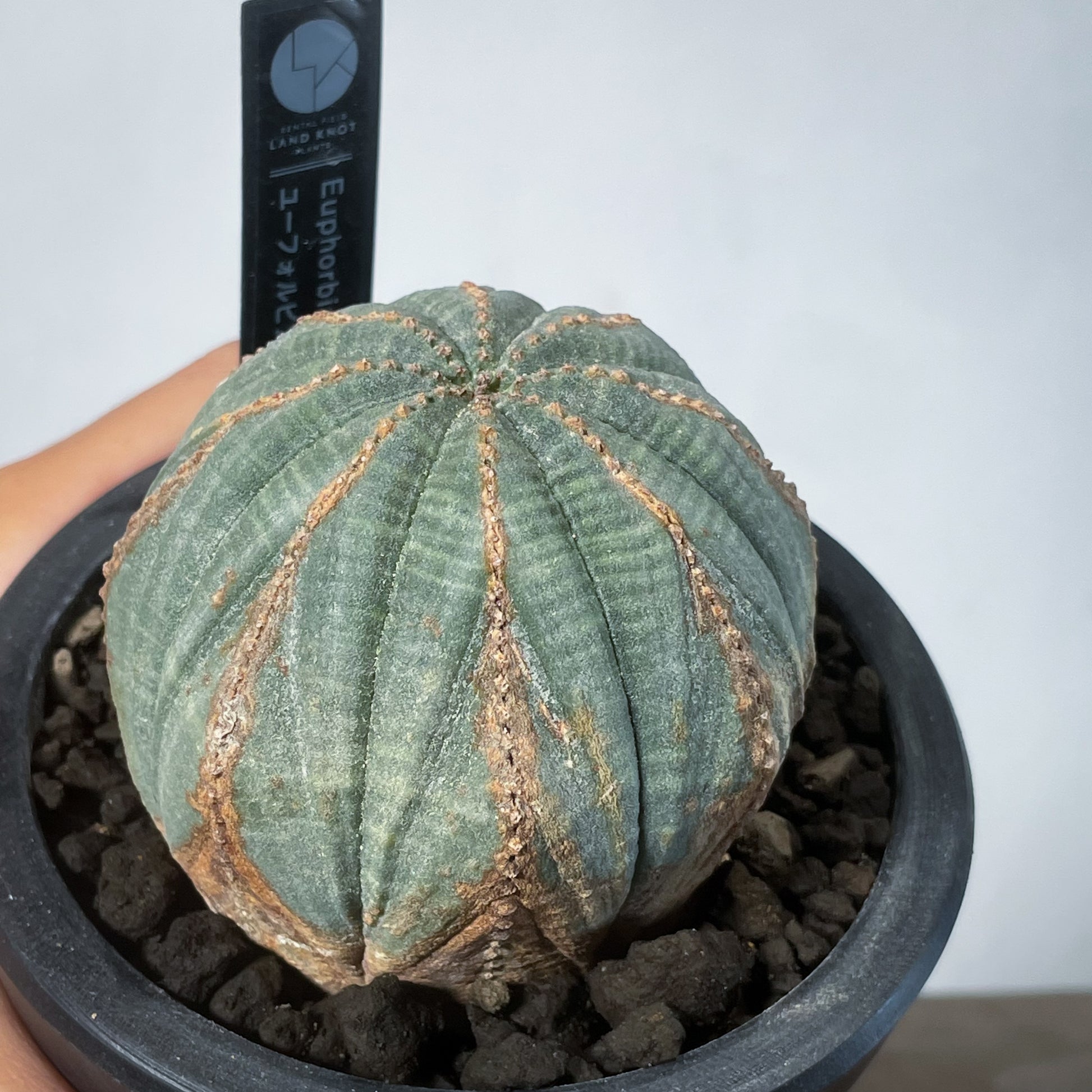 No.584 特選 ユーフォルビア オベサEuphorbia obesa 多肉植物 塊根植物 株激稀株 実生株 木質化(その他)｜売買されたオークション情報、yahooの商品情報をアーカイブ公開  - オークファン - その他（piyadasaagro.com）