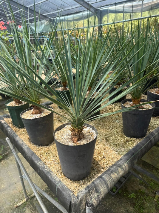 ユッカ ロストラータ