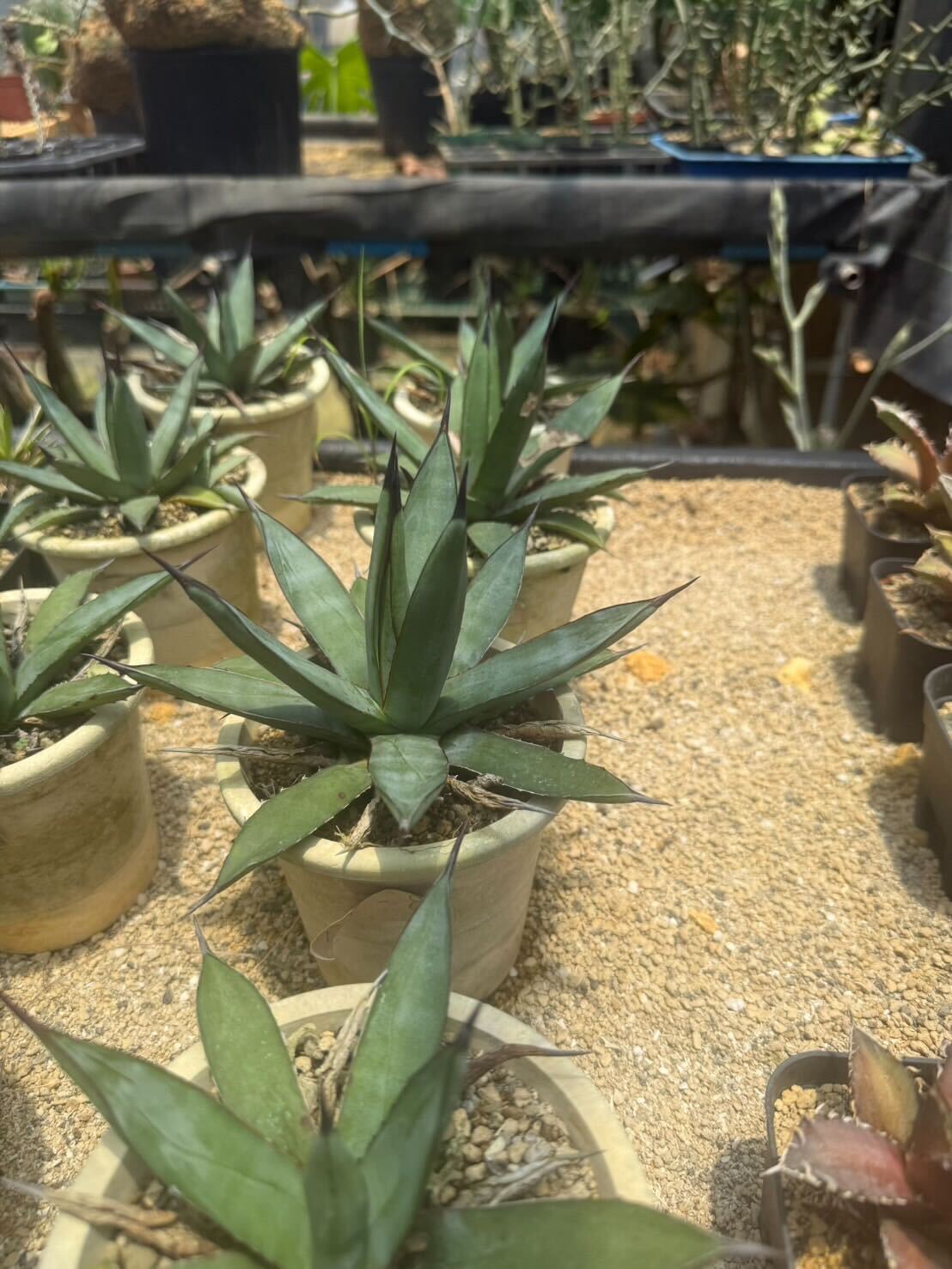 アガベ　希少　デザーティー錦　親株 Agave titanota ''夕映厳龍'' 子株 / 輸入株 / 3号 /アガベ