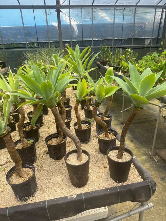 アガベ アテナータ (幹立タイプ)