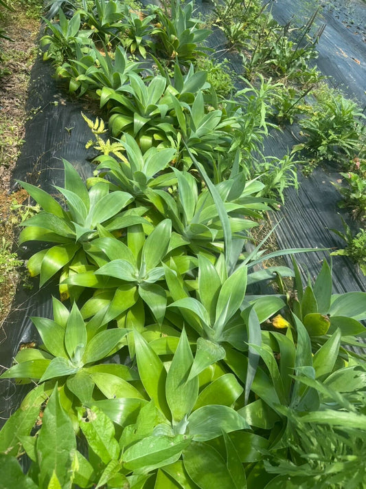 アガベ アテナータ