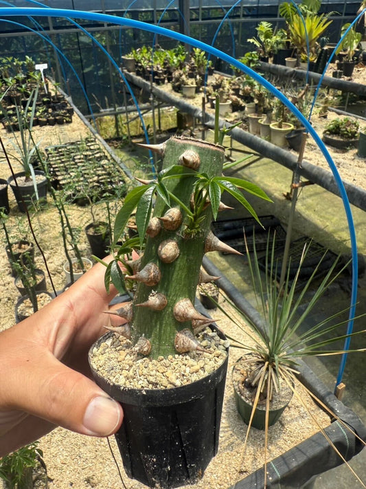 トックリキワタ(幹太タイプ)