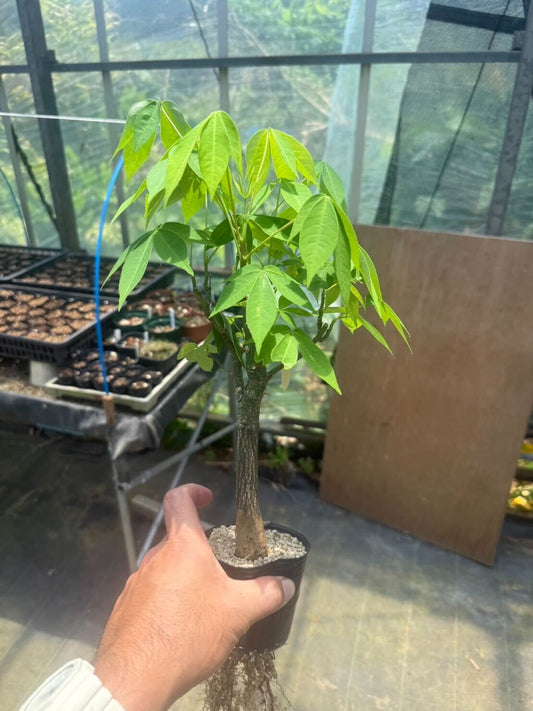 トックリキワタ