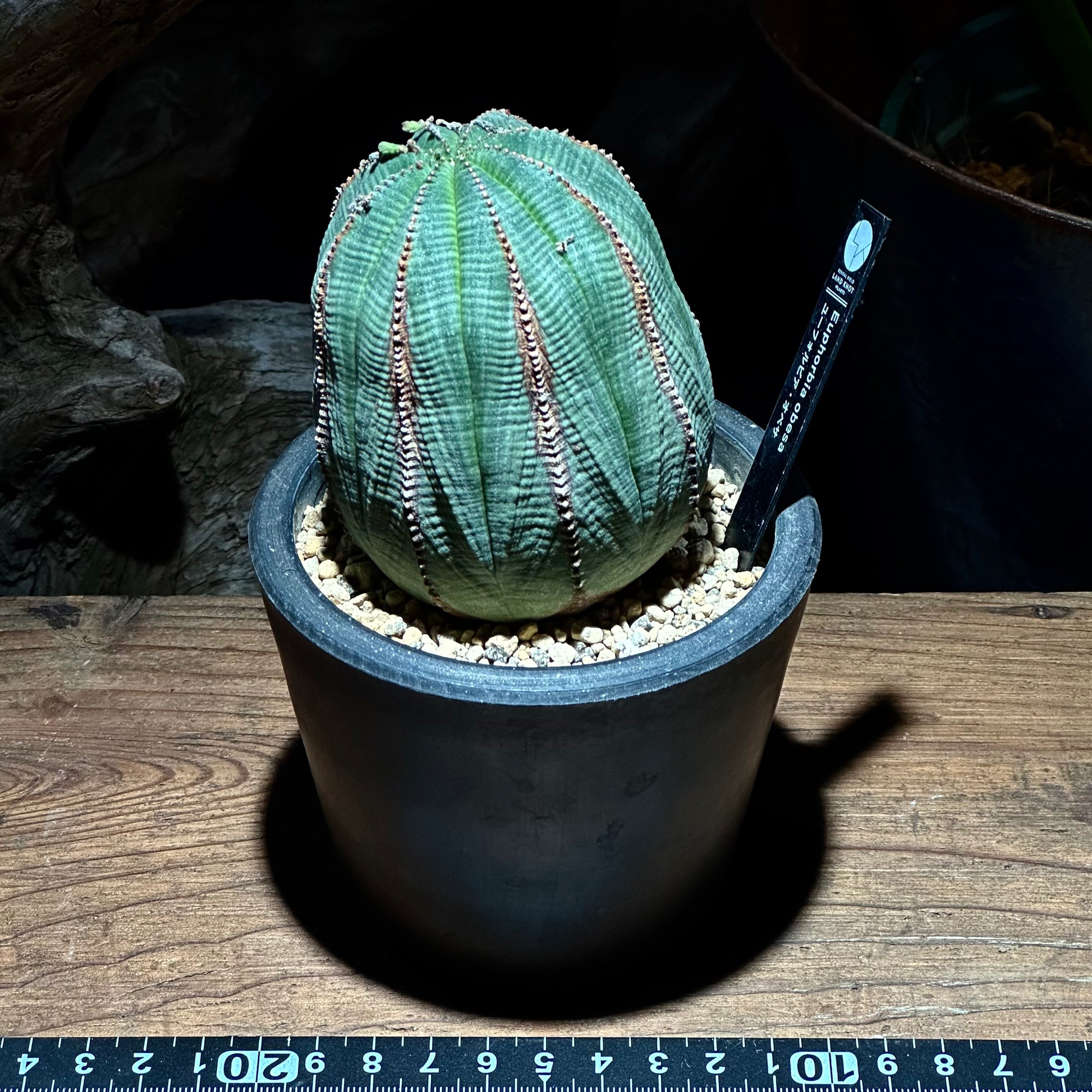 1点物】ユーフォルビア オベサ | Euphorbia obesa | YF04 – LAND KNOT 1点物】ユーフォルビア オベサ | Euphorbia obesa | YF04 – LAND KNOT