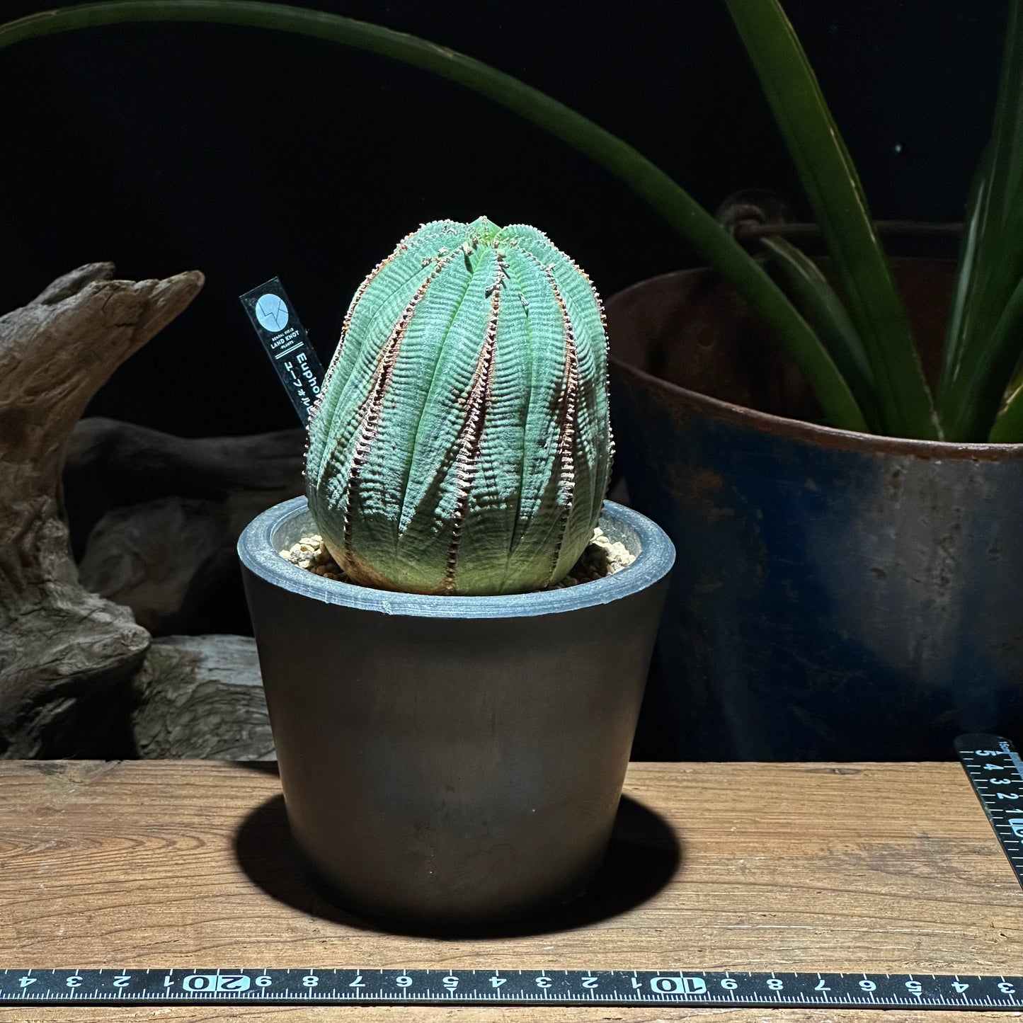 【1点物】ユーフォルビア オベサ  | Euphorbia obesa | YF04