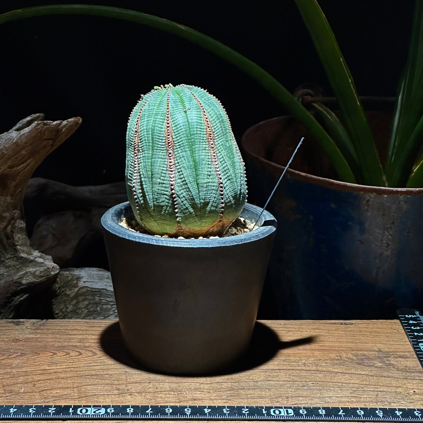 【1点物】ユーフォルビア オベサ  | Euphorbia obesa | YF04